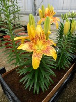 [5043 Tiny Parrot No02.JPG]